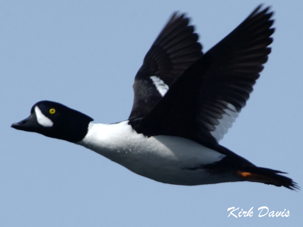 Photo (3): Barrow's Goldeneye