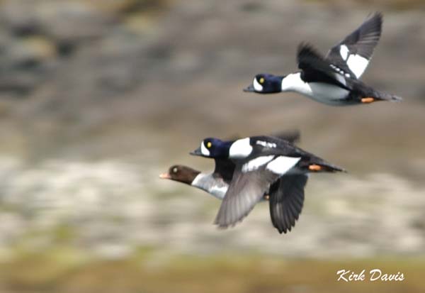 Photo (4): Barrow's Goldeneye