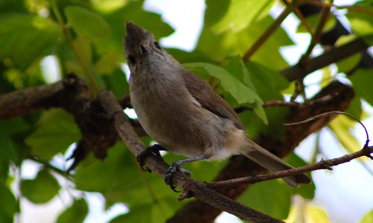 Photo (2): Oak Titmouse