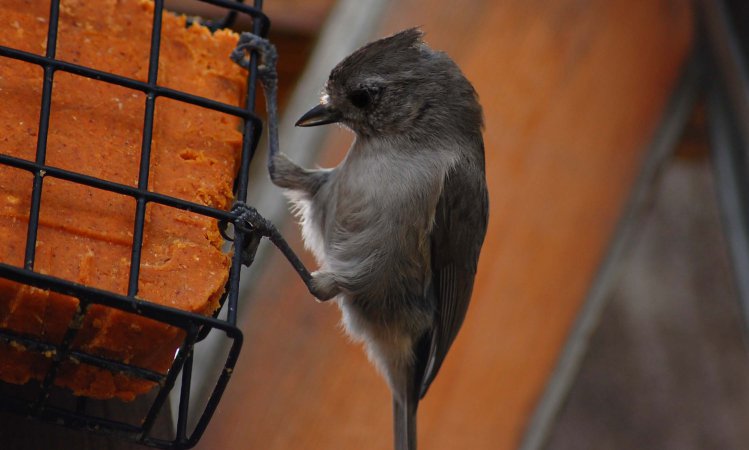 Photo (4): Oak Titmouse