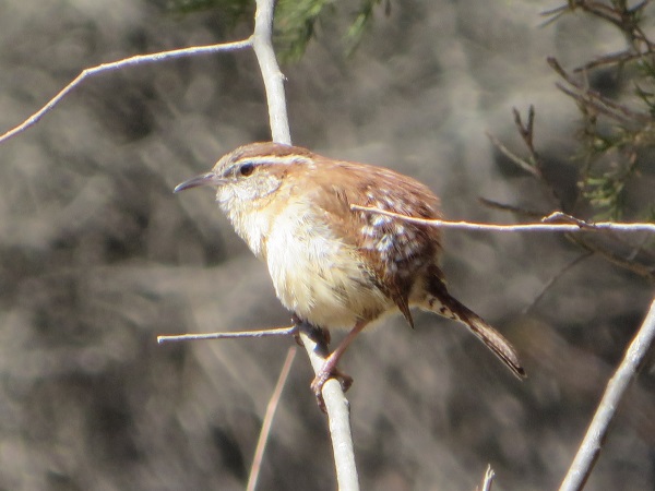 Photo (24): Carolina Wren