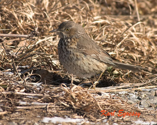 Photo (5): Sage Thrasher