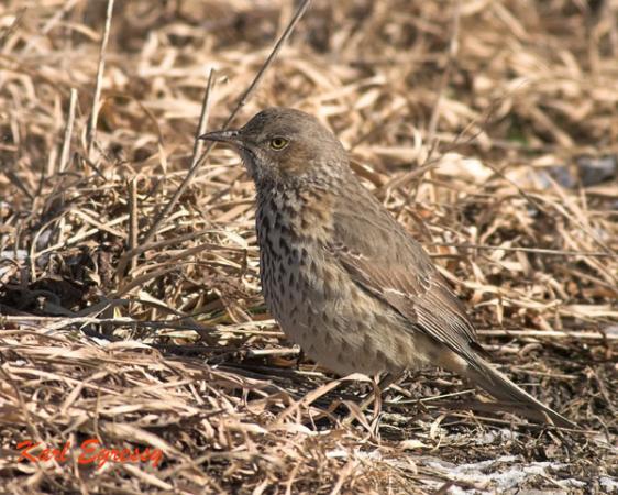 Photo (6): Sage Thrasher