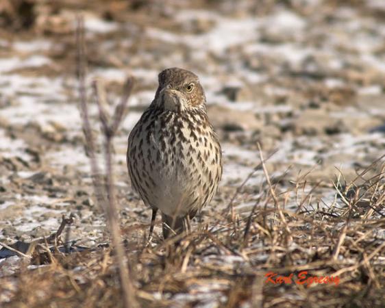 Photo (7): Sage Thrasher