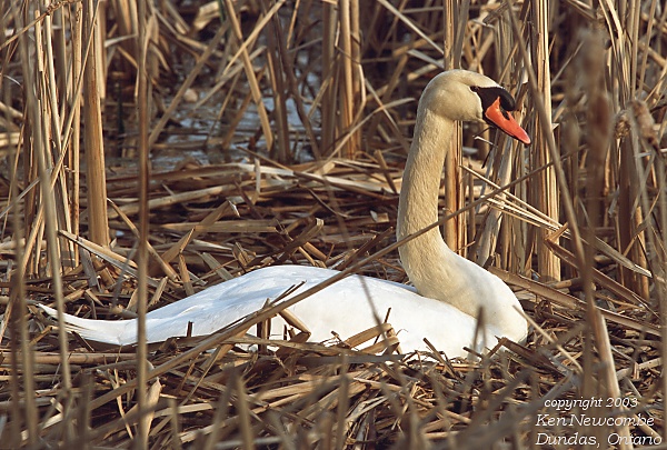 Photo (17): Mute Swan