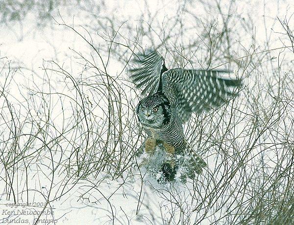 Photo (7): Northern Hawk Owl