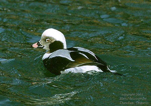 Photo (12): Long-tailed Duck