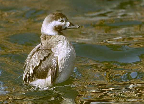 Photo (7): Long-tailed Duck