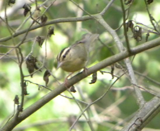 Photo (17): Worm-eating Warbler