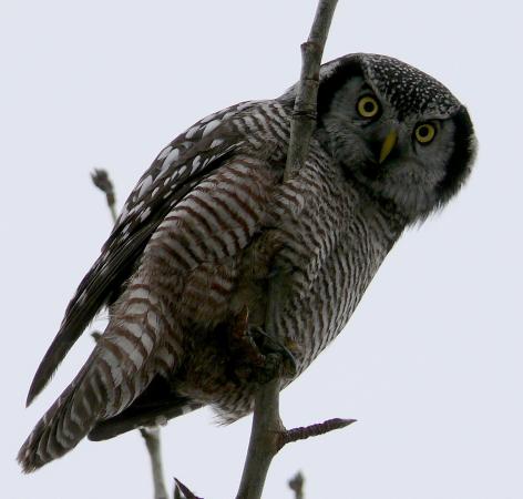 Photo (2): Northern Hawk Owl