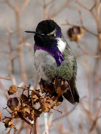 Photo (1): Costa's Hummingbird