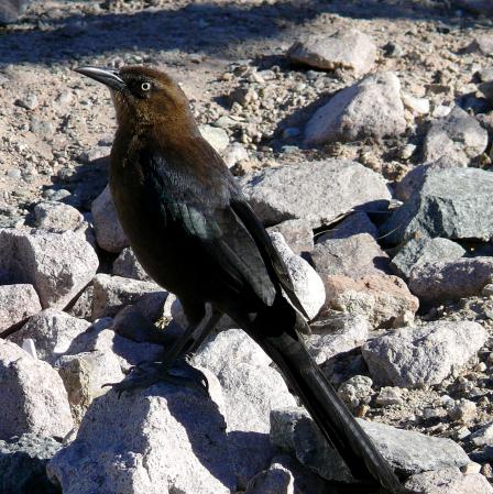 Photo (4): Great-tailed Grackle