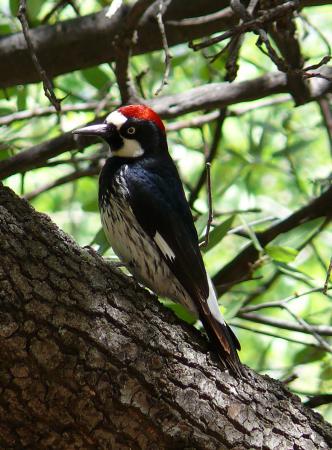 Photo (1): Acorn Woodpecker