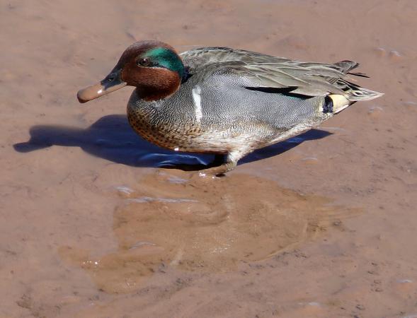 Photo (5): Green-winged Teal