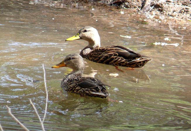 Photo (19): Mallard