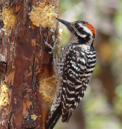 Photo (1): Ladder-backed Woodpecker