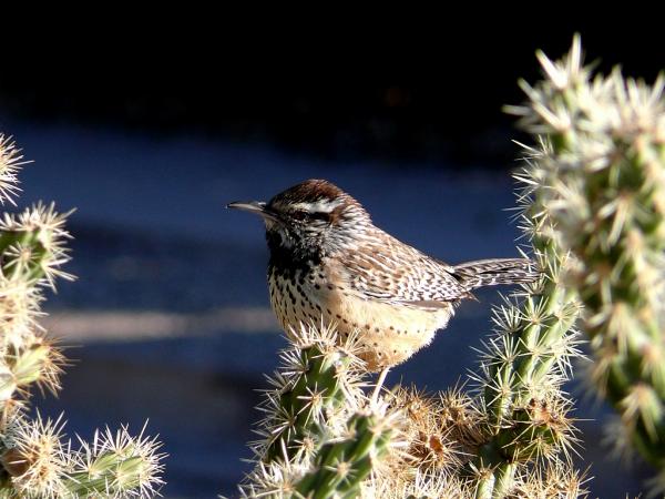 Photo (8): Cactus Wren