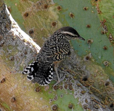 Photo (9): Cactus Wren
