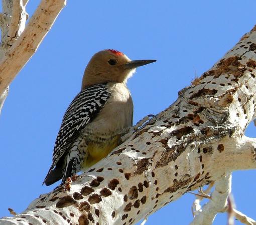 Photo (3): Gila Woodpecker