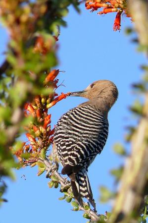 Photo (8): Gila Woodpecker