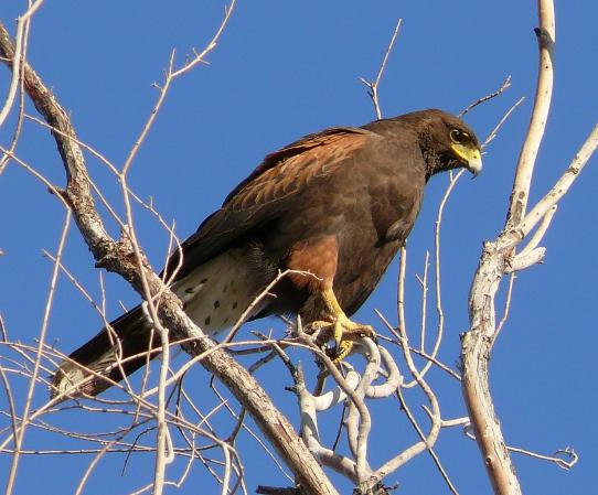 Photo (3): Harris's Hawk