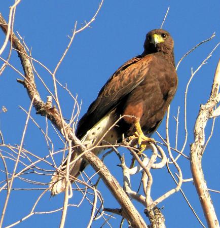 Photo (2): Harris's Hawk