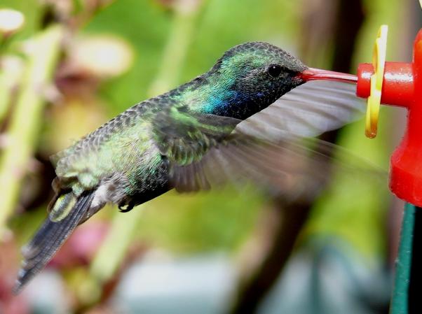 Photo (8): Broad-billed Hummingbird