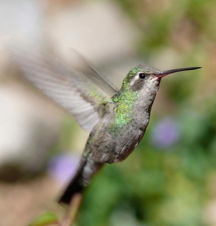 Photo (2): Broad-billed Hummingbird