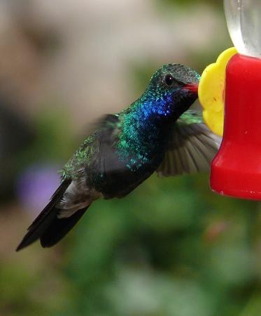 Photo (11): Broad-billed Hummingbird