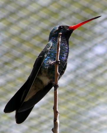 Photo (13): Broad-billed Hummingbird