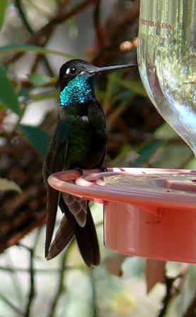 Photo (9): Magnificent Hummingbird
