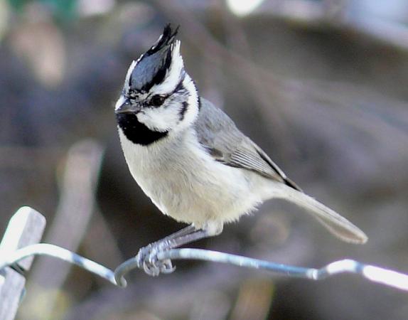 Photo (8): Bridled Titmouse
