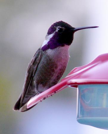 Photo (7): Costa's Hummingbird