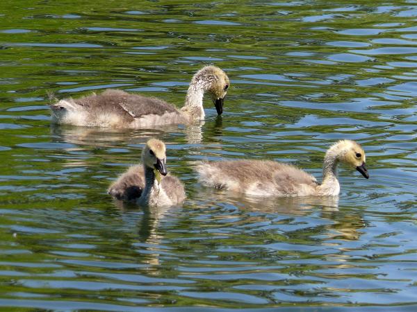 Photo (23): Canada Goose