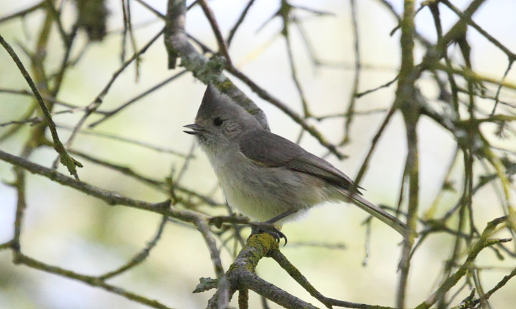 Photo (1): Oak Titmouse
