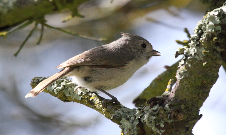 Photo (3): Oak Titmouse