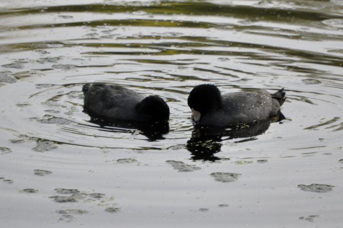 Photo (12): American Coot