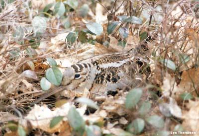 Photo (4): American Woodcock