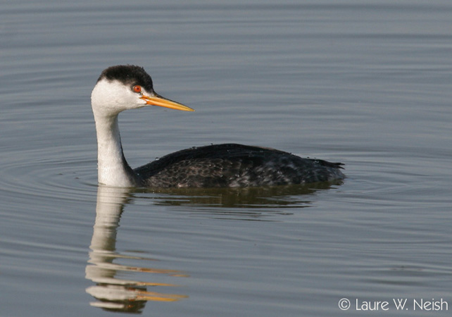 Photo (2): Clark's Grebe