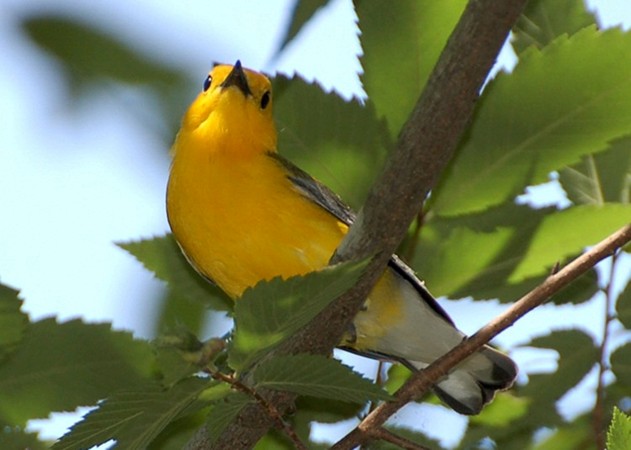 Photo (14): Prothonotary Warbler