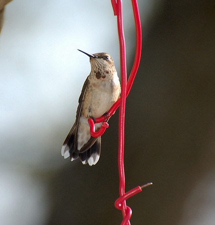 Photo (23): Ruby-throated Hummingbird