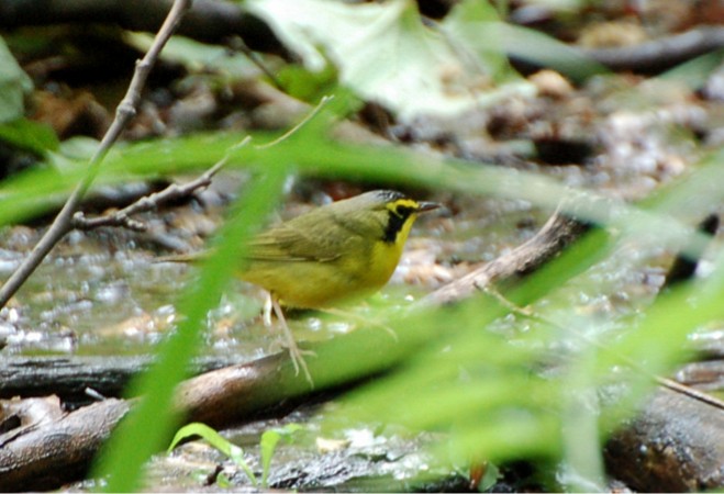 Photo (6): Kentucky Warbler