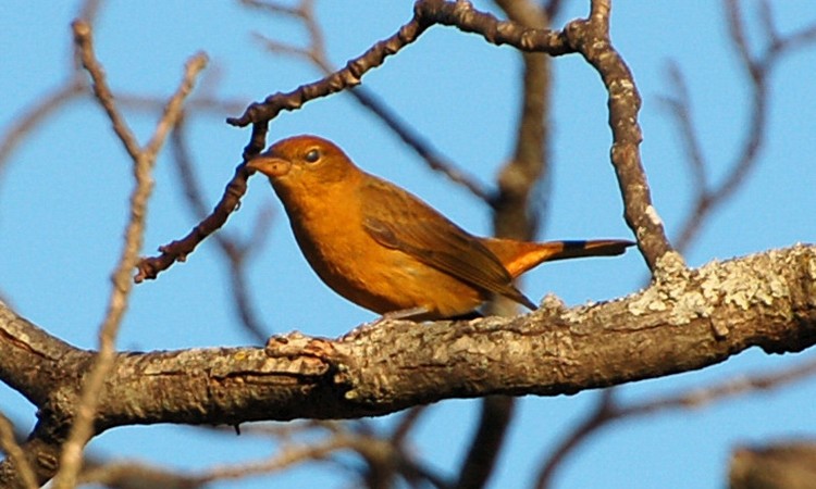 Photo (5): Blue Grosbeak