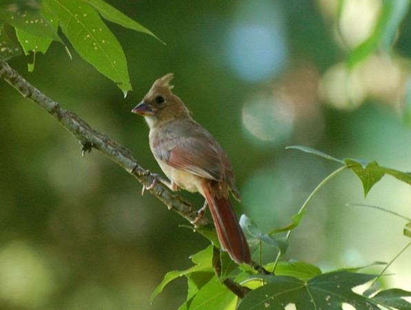 Photo (24): Northern Cardinal