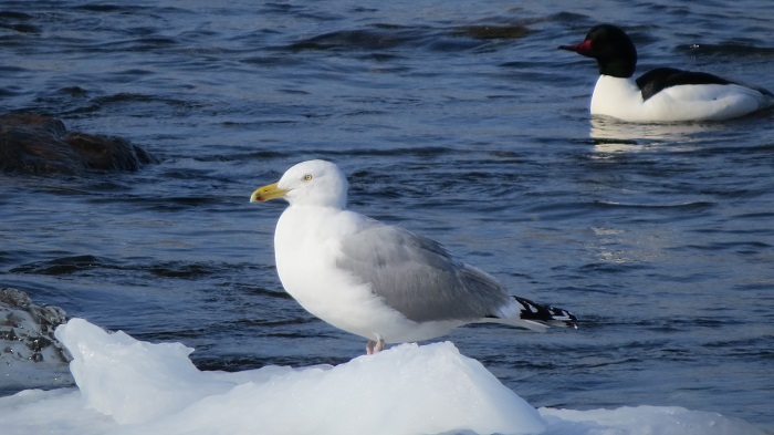 Photo (4): Herring Gull