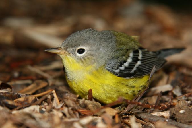 Photo (21): Magnolia Warbler