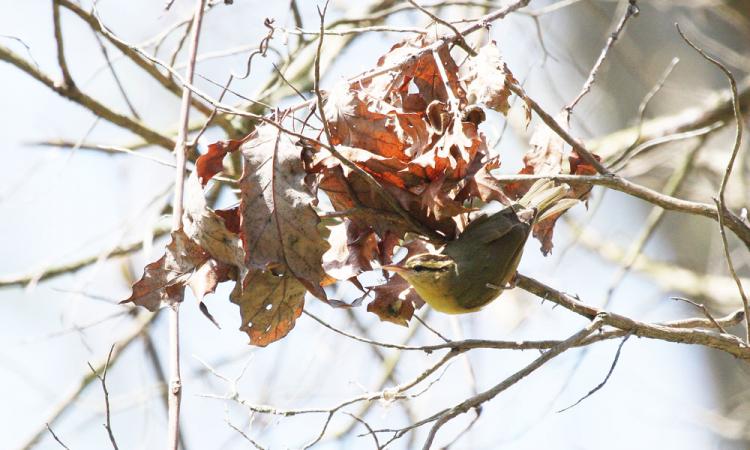 Photo (12): Worm-eating Warbler