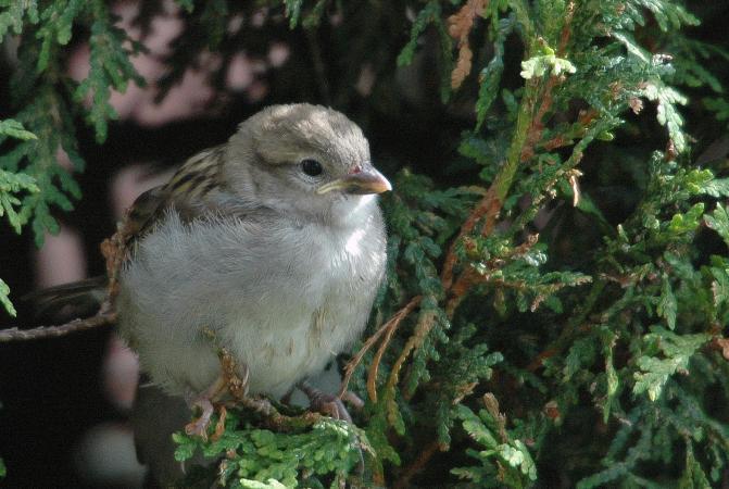 Photo (20): House Sparrow