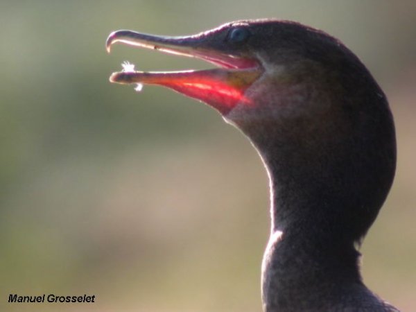 Photo (13): Neotropic Cormorant