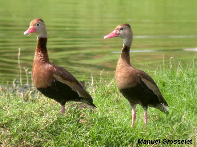 Dendroica USA - Black-bellied Whistling-Duck - Dendrocygna autumnalis